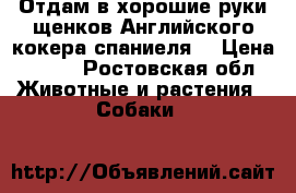 Отдам в хорошие руки щенков Английского кокера спаниеля. › Цена ­ 100 - Ростовская обл. Животные и растения » Собаки   